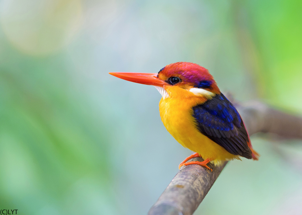 Black Backed Kingfisher Arena Pile Top 10 Most Beautiful Animals In The World