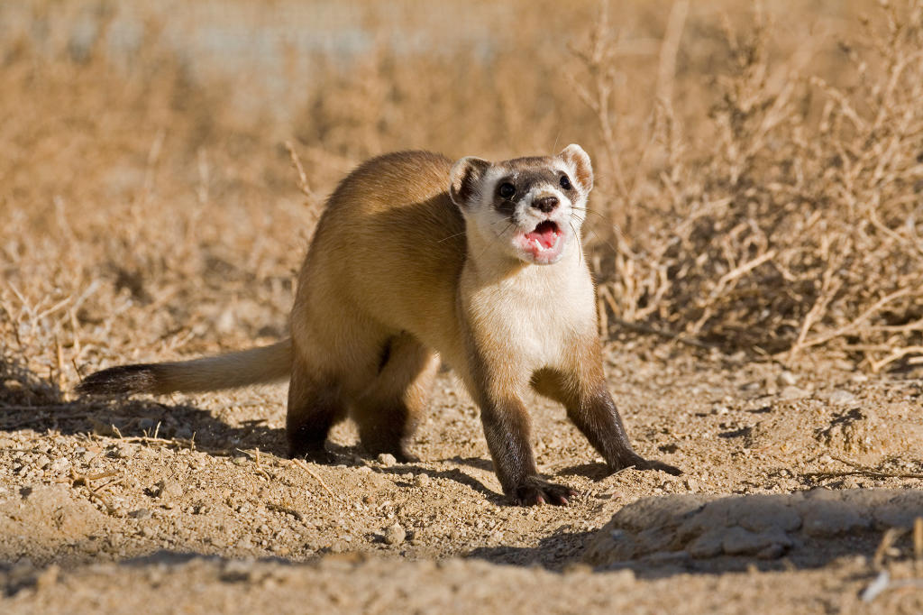 Black Footed Ferret Arena Pile Top 10 Most Beautiful Endangered Animals In The World