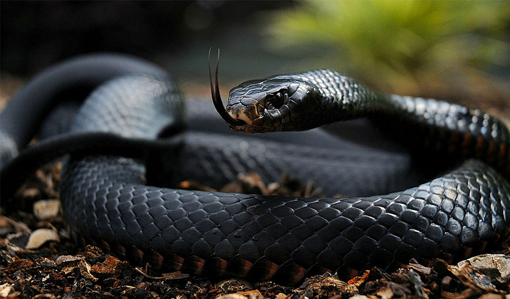 Black mamba 5 Arena Pile Top 10 Most Largest Snake In The World