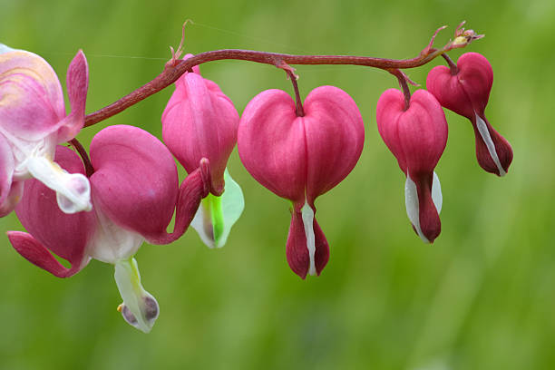 Bleeding Heart Arena Pile Top 10 Most Beautiful Awesome Flowers In The World