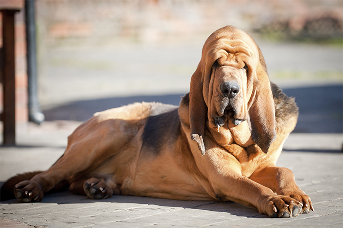 Bloodhound Arena Pile Top 10 Dog Breeds With Extraordinary Sense Of Smell