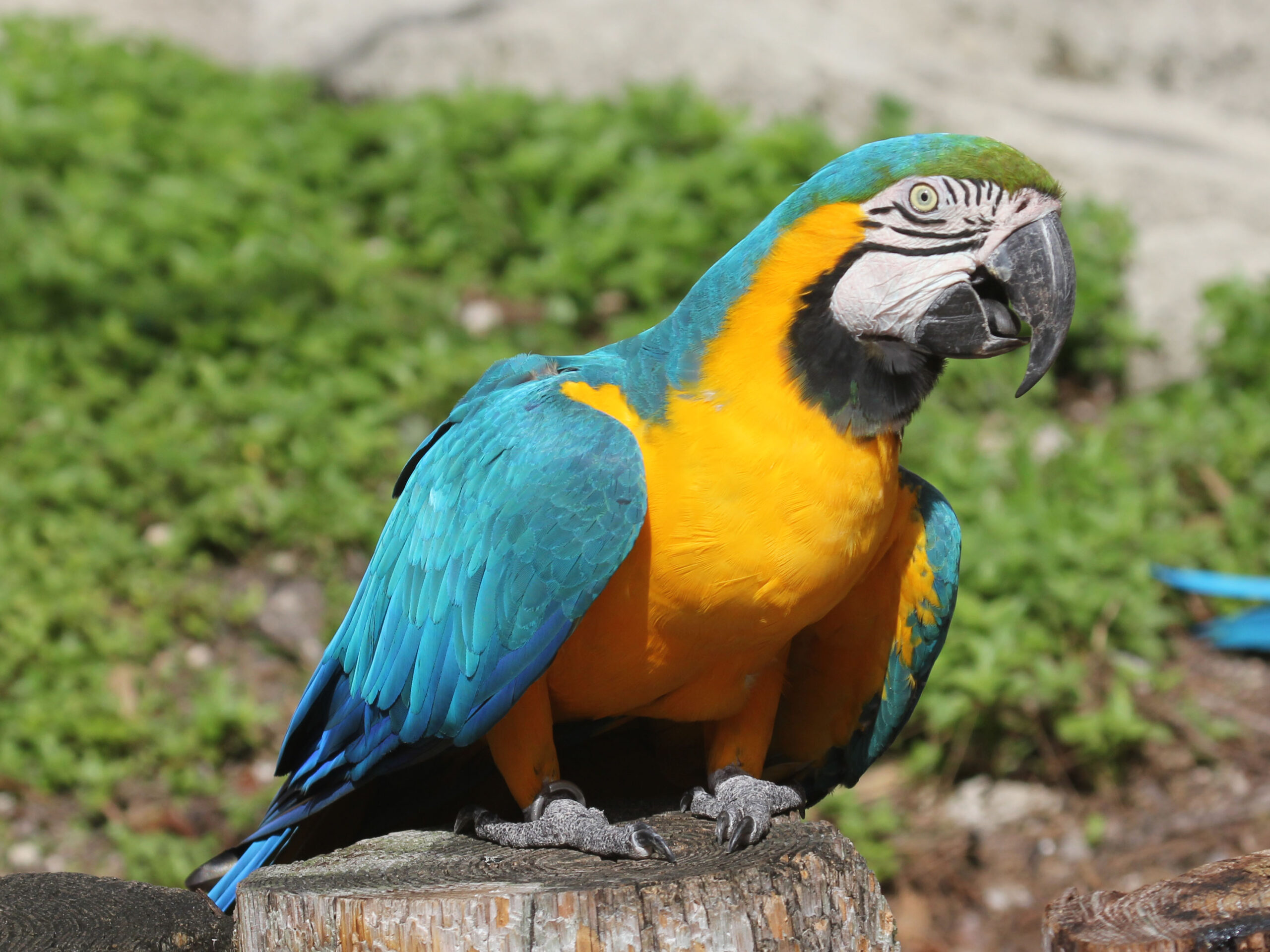 Blue And Yellow Macaw Arena Pile Top 10 Most Beautiful Parrots In The World