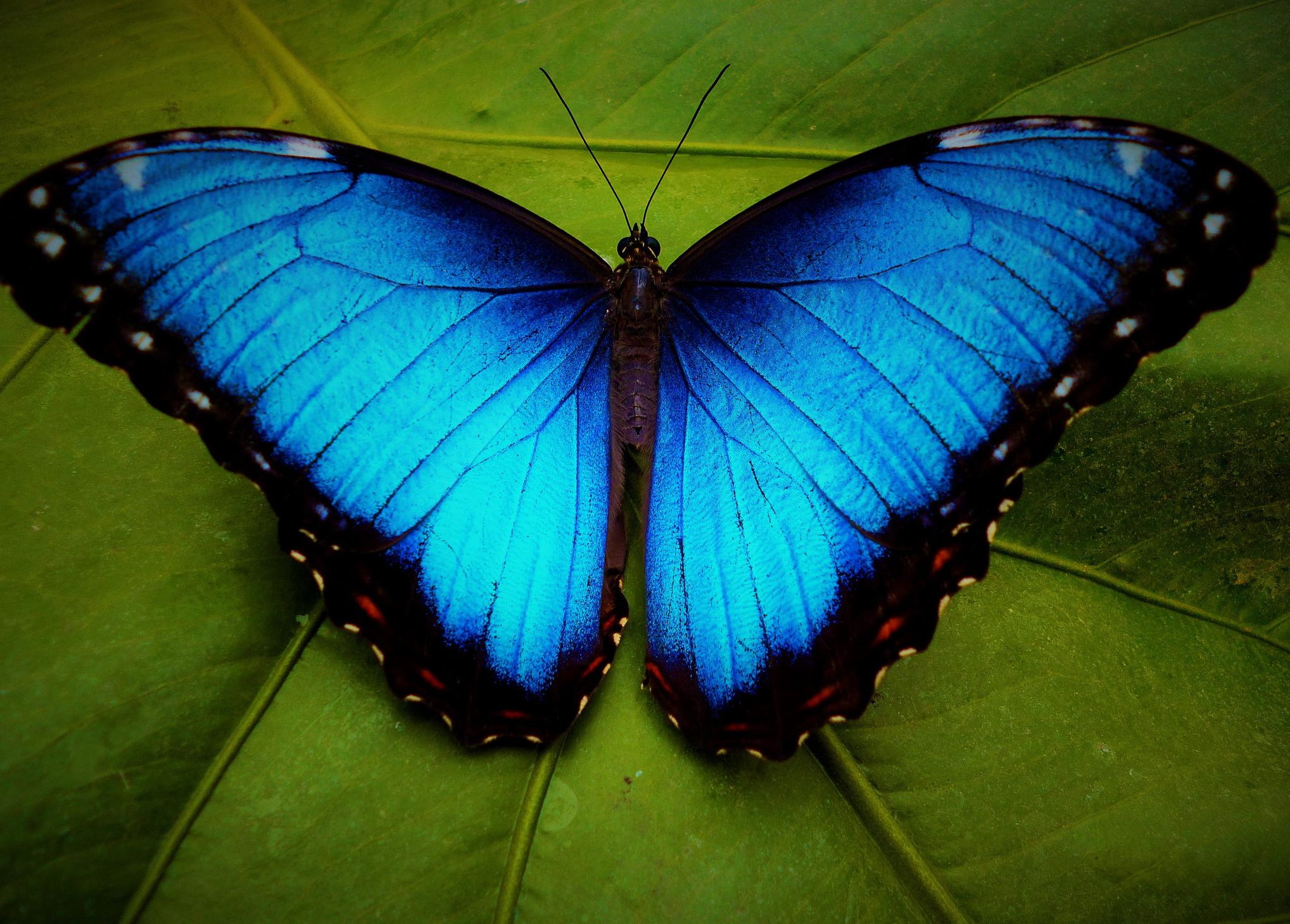 Blue Morpho Butterfly e1507377104518 Arena Pile Top 10 Most Beautiful Butterflies In The World