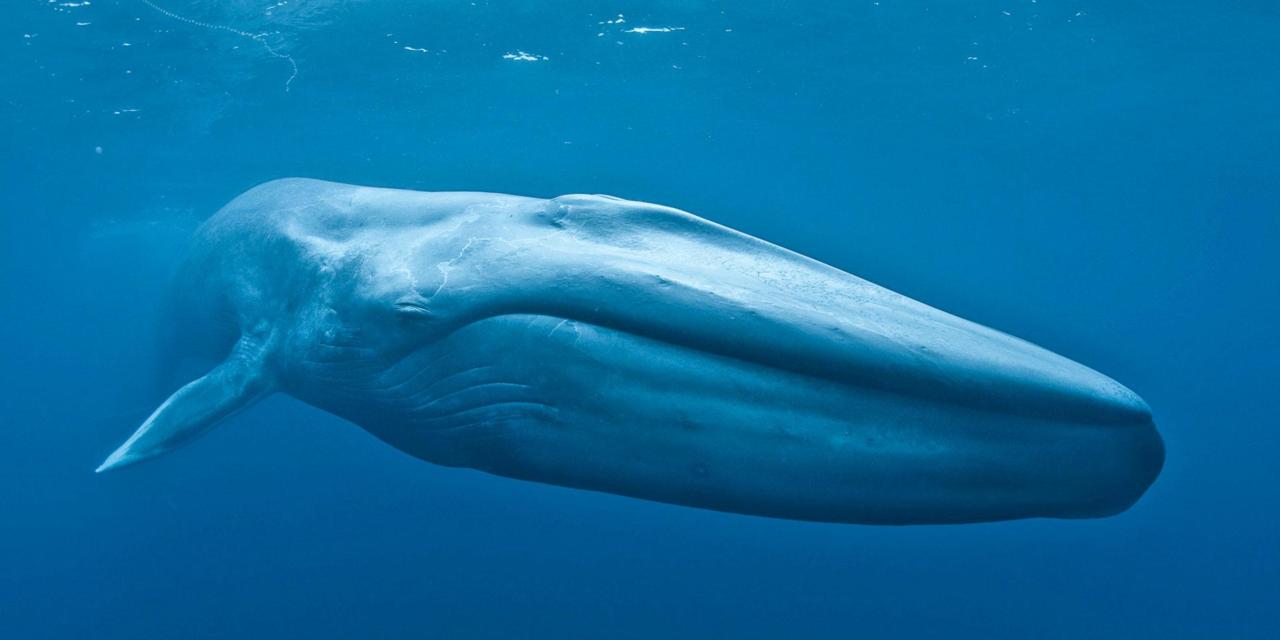 Blue Whale Arena Pile Top 10 Most Beautiful Endangered Animals In The World
