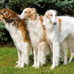 Top 10 Shortest Dog Breeds In The World