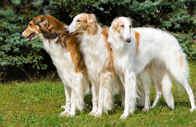 Borzoi Arena Pile Top 10 Shortest Dog Breeds In The World
