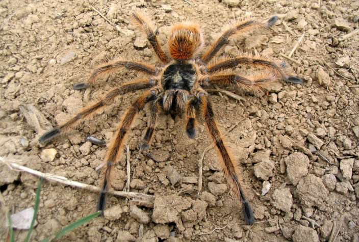 Brazilian Giant Tawny Red Tarantula Arena Pile Top 10 Worlds Largest Spider