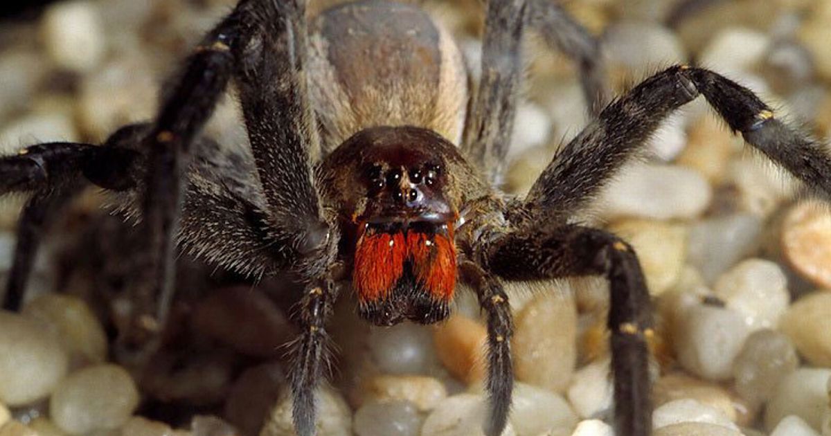 Brazilian Wandering Spider Arena Pile Top 10 Worlds Largest Spider