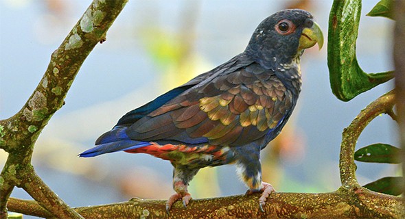 Bronze winged parrot Arena Pile Top 10 Most Beautiful Parrots In The World