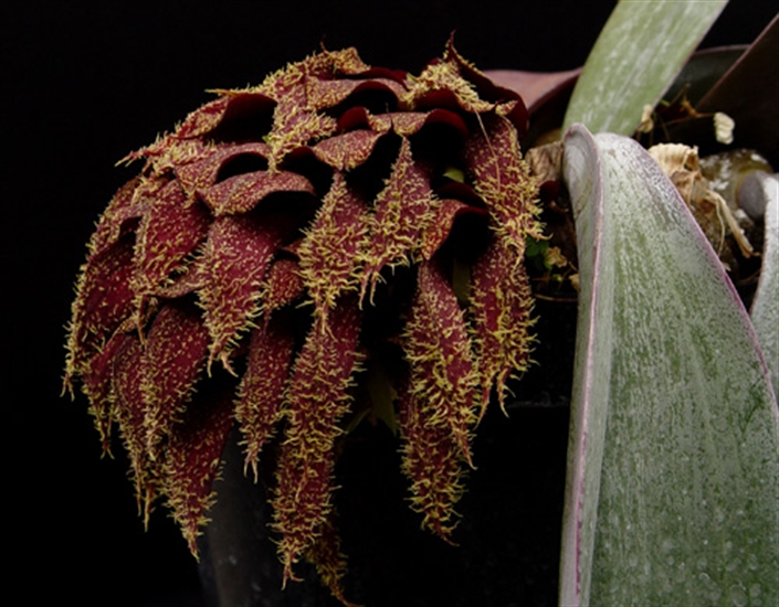 Bulbophyllum Phalaenopsis Arena Pile Top 10 Worst Smelling Flowers In The World