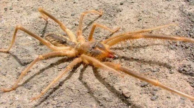 Top 10 Worlds Largest Spider Arenapile