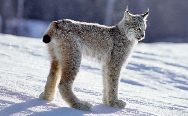 Canadian Arena Pile Top 10 Most Famous Arctic Animals