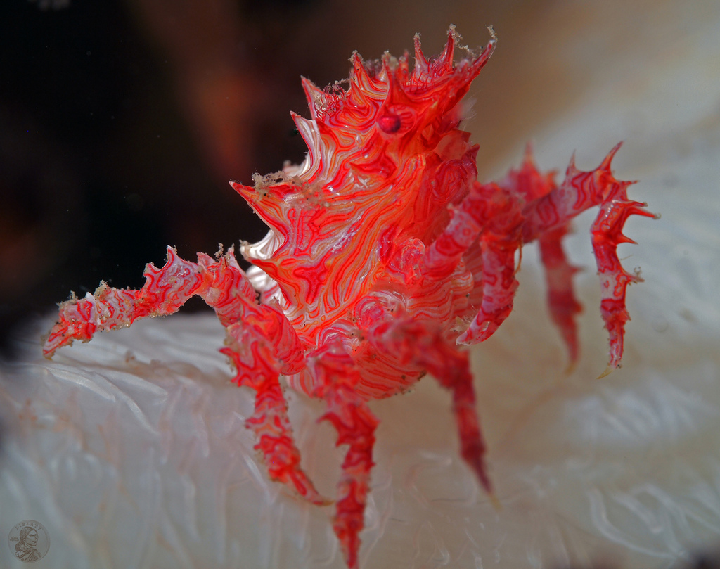Candy Crab Arena Pile Top 10 Most Beautiful Animals In The World