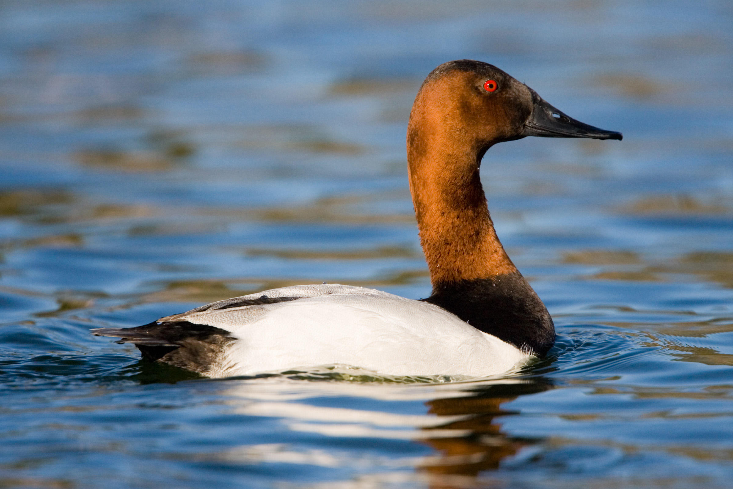 Canvasback Arena Pile Top 10 Fastest Bird In The World