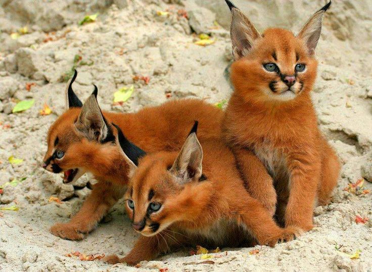 Caracal Arena Pile Top 10 Most Beautiful Animals In The World