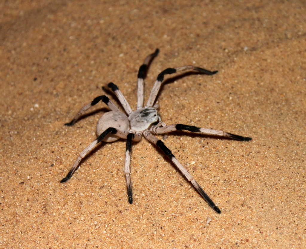 Cerbalus Aravaensis Arena Pile Top 10 Worlds Largest Spider