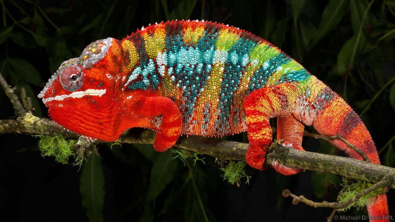 Chameleons Arena Pile Top 7 Most Amazing Color changing Animals In The World