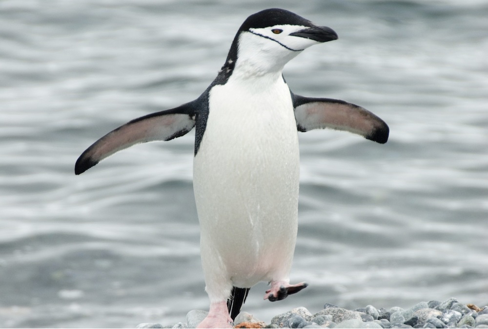 Chinstrap Penguin Arena Pile Top 7 Amazing Antarctic Animals In The World