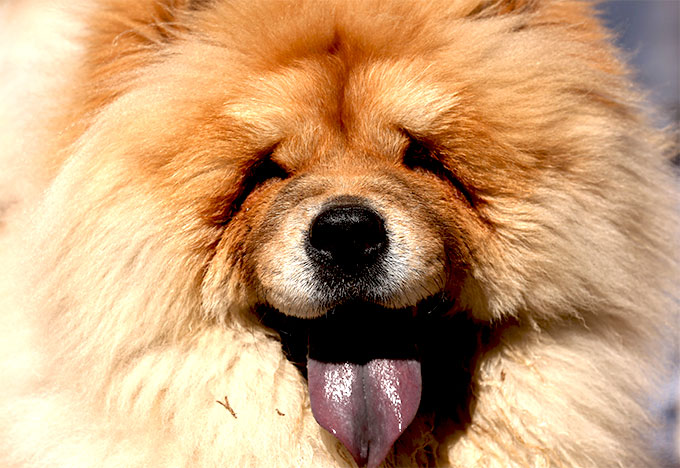 Chow Chow Arena Pile Top 10 Most Beautiful Dog Breeds In The World