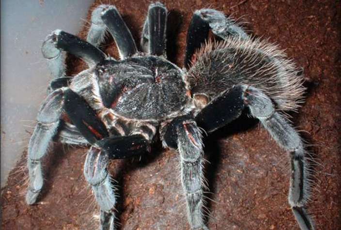Colombian Giant Black Tarantula Arena Pile Top 10 Worlds Largest Spider
