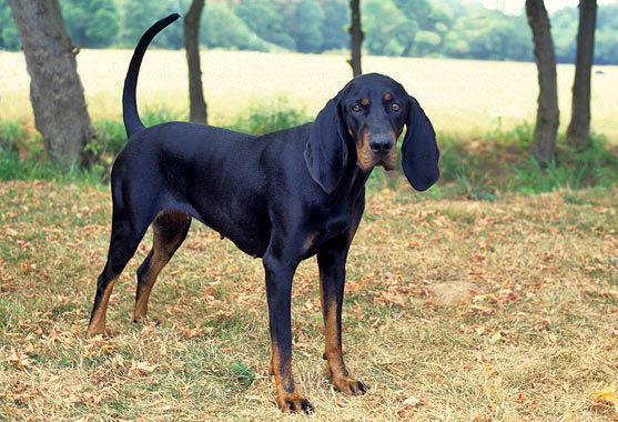Coonhound Arena Pile Top 10 Dog Breeds With Extraordinary Sense Of Smell