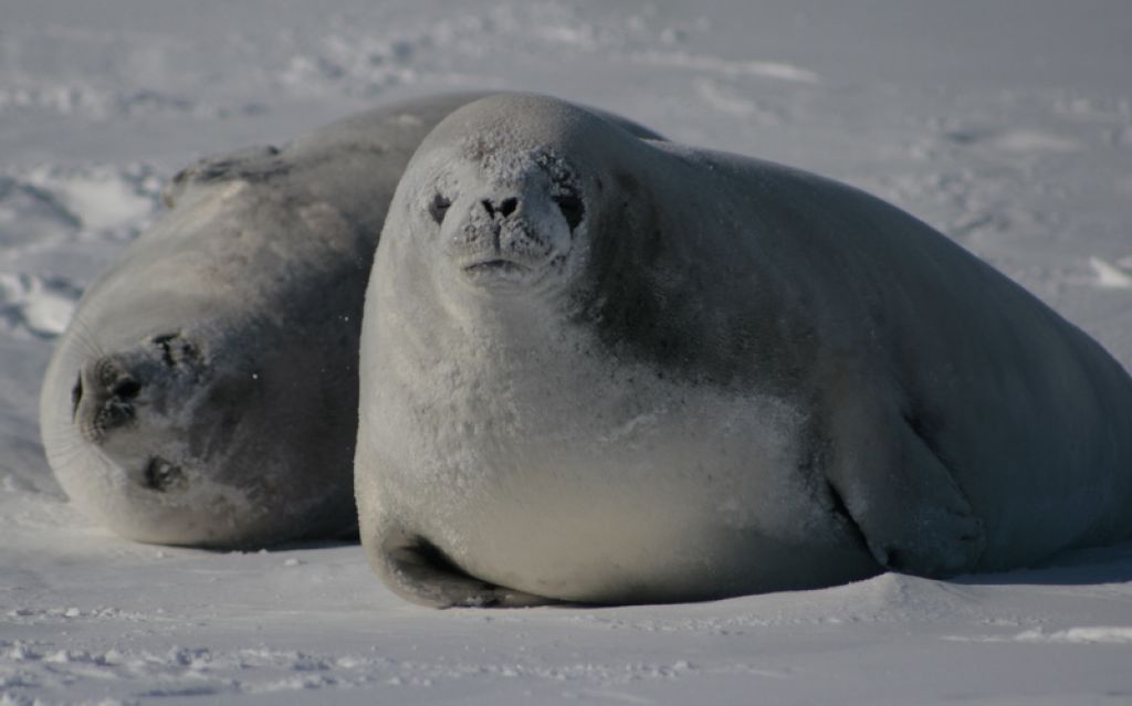Crabeater Seal Arena Pile Top 7 Amazing Antarctic Animals In The World