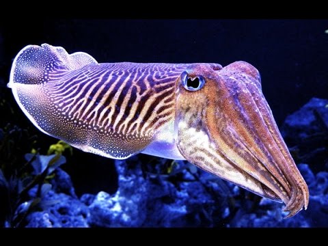 Cuttlefish Arena Pile Top 7 Most Amazing Color changing Animals In The World