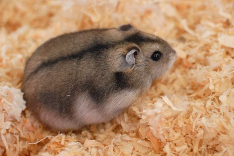 Djungarian hamster Arena Pile Top 5 Most Popular Hamsters Breeds In The World