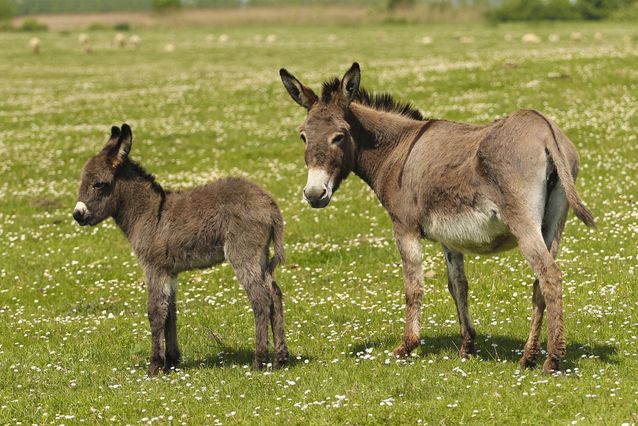 Donkey Arena Pile Top 10 Animals With Longest Gestation Period In The World