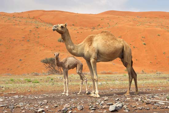 Amazing Sahara Desert Animals