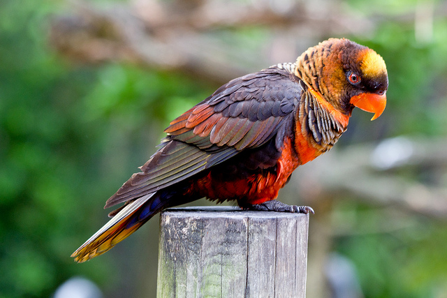 Dusky Lory Arena Pile Top 10 Most Beautiful Parrots In The World