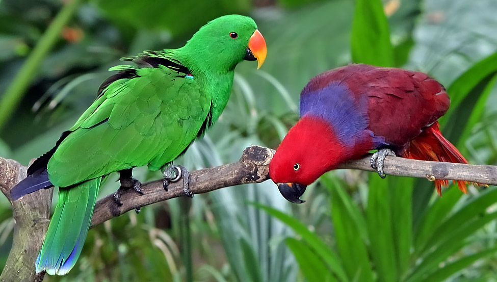 Eclectus Arena Pile Top 10 Most Beautiful Parrots In The World