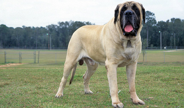 Largest Dog Breeds