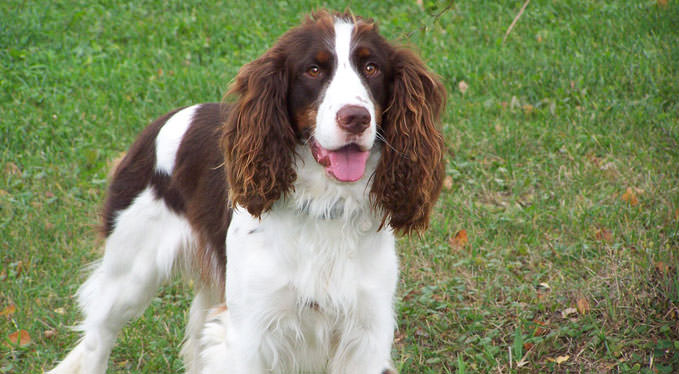 English Springer Spaniel Arena Pile Top 10 Dog Breeds With Extraordinary Sense Of Smell