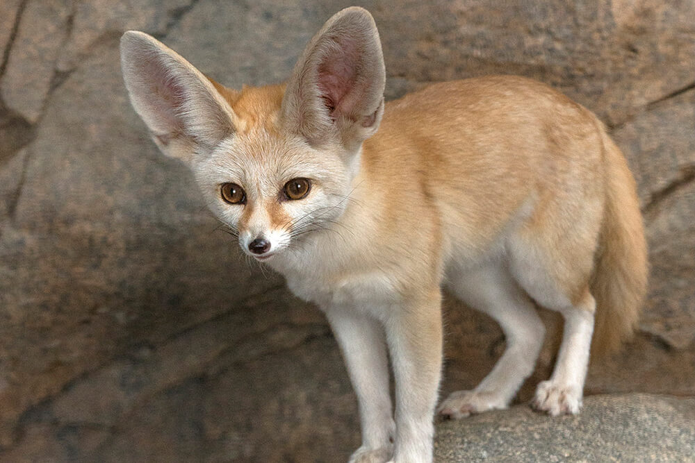 Fennec Arena Pile Top 10 Most Beautiful Animals In The World