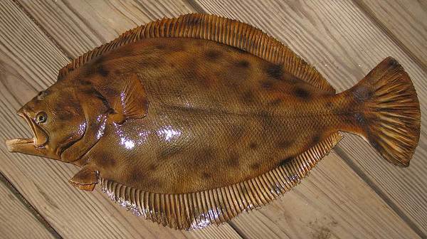 Flounder Arena Pile Top 7 Most Amazing Color changing Animals In The World