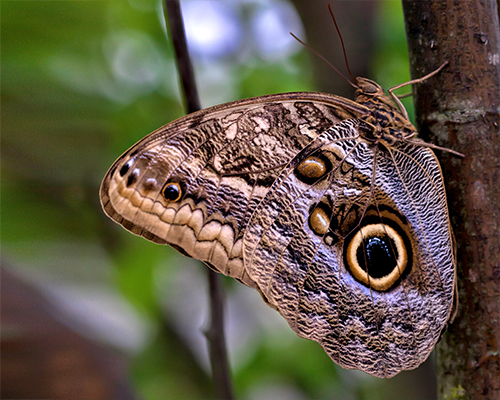 Forest Giant Owl Butterfly Arena Pile Top 10 Most Beautiful Butterflies In The World