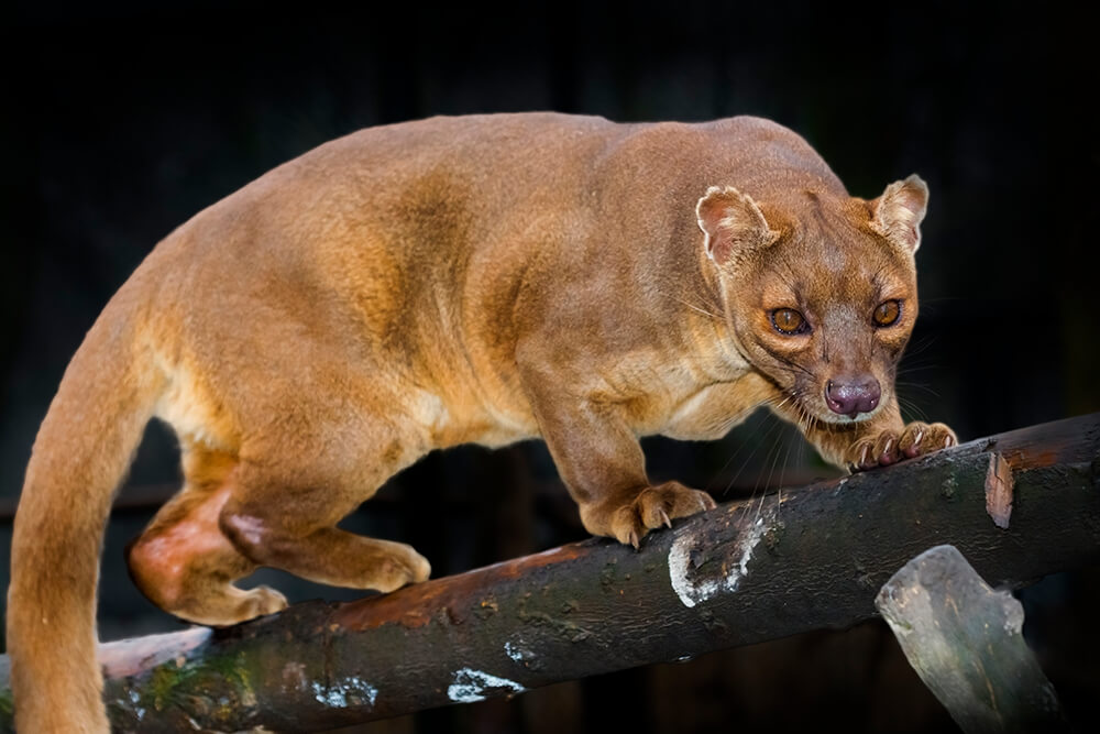 Fossa Arena Pile Top 10 Most Amazing Madagascar Animals
