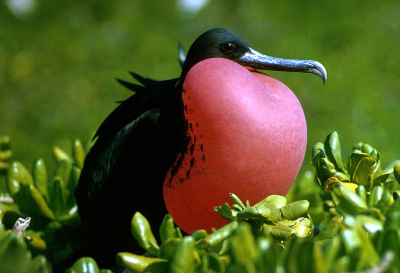 Frigate Bird Arena Pile Top 10 Most Strange Looking Birds In The World