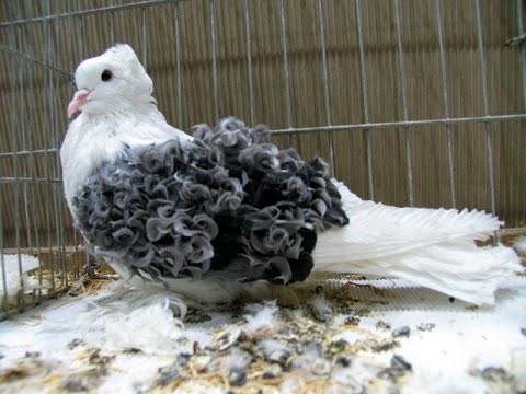 Frillback pigeons Arena Pile Top 7 Most Beautiful Pigeons In The World