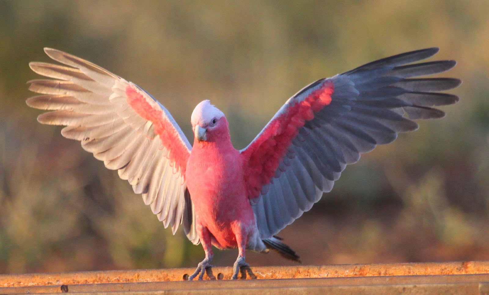 Galah Arena Pile Top 10 Most Beautiful Parrots In The World