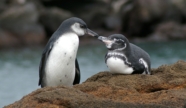 Galapagos Penguin Arena Pile Top 10 Most Beautiful Endangered Animals In The World