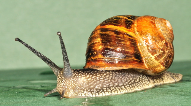 Garden Snail Arena Pile Top 10 Slowest Animals In The World