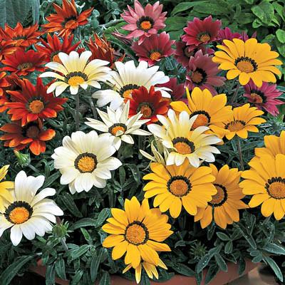 Gazania Arena Pile Top 10 Most Beautiful Awesome Flowers In The World