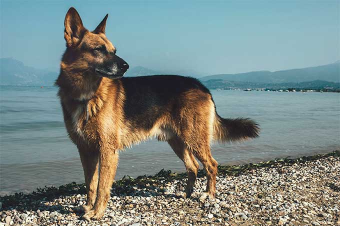 German Shepherd Arena Pile Top 10 Dog Breeds With Extraordinary Sense Of Smell