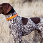 Top 10 Dog Breeds With Extraordinary Sense Of Smell