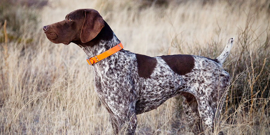 Top 10 Dog Breeds With Extraordinary Sense Of Smell
