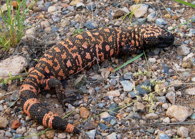 Gila Monster Arena Pile Top 10 Slowest Animals In The World