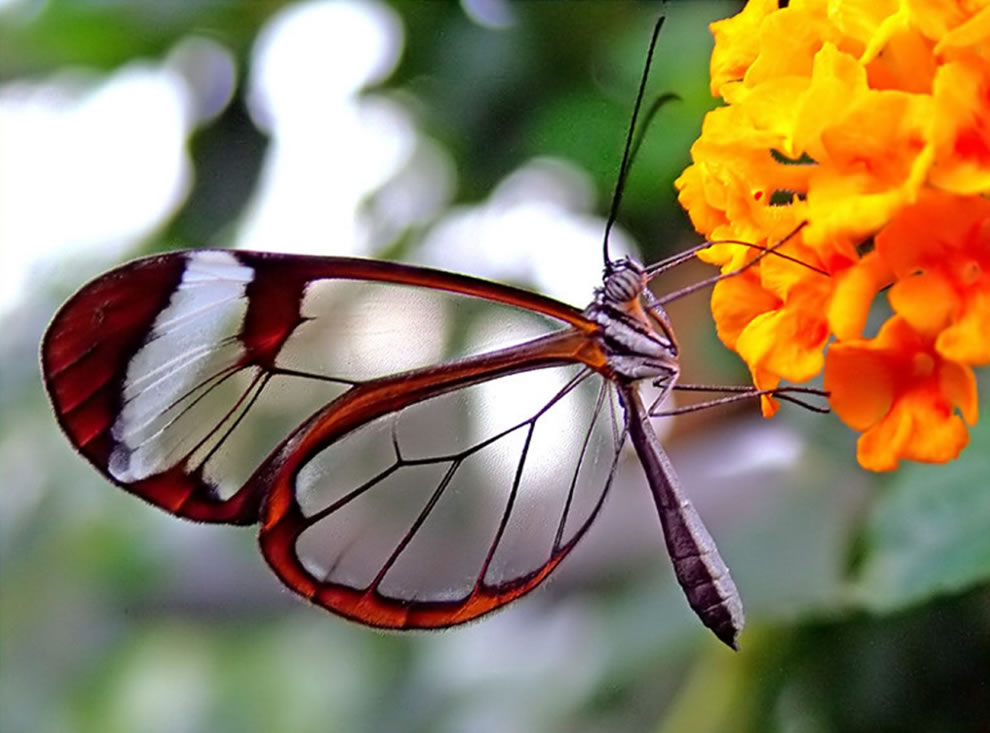 Glasswinged Butterfly Arena Pile Top 10 Most Beautiful Butterflies In The World