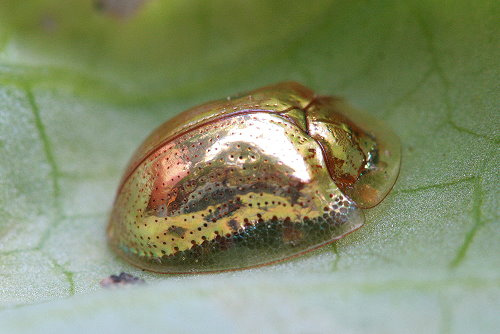 Golden Tortoise Beetle Arena Pile Top 7 Most Amazing Color changing Animals In The World